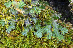 Marchantia polymorpha polymorpha