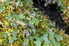 Marchantia polymorpha polymorpha