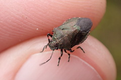 Rhacognathus punctatus