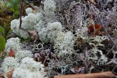 Cladonia stellaris