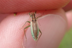Stenodema holsata