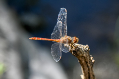 Sympetrum meridionale