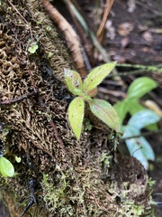 Columnea