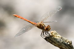 Sympetrum meridionale
