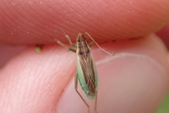 Stenodema holsata