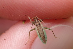 Stenodema holsata