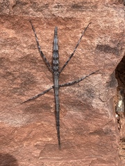 Parabacillus hesperus