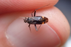 Closterotomus fulvomaculatus