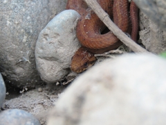 Galvarinus chilensis