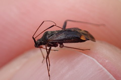 Closterotomus fulvomaculatus