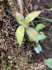 Columnea