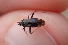 Closterotomus fulvomaculatus