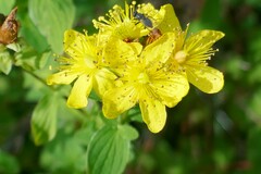 Hypericum maculatum maculatum