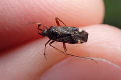 Closterotomus biclavatus