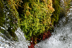 Brachythecium rivulare