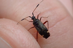 Closterotomus biclavatus