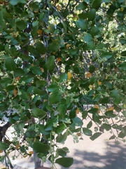Quillaja saponaria