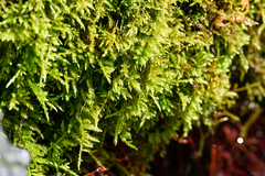 Brachythecium rivulare