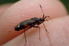 Closterotomus biclavatus