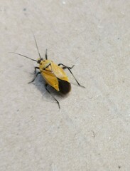 Neocapsus