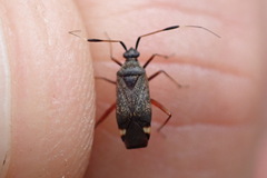 Closterotomus biclavatus