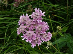Heracleum austriacum siifolium
