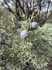Cupressus glabra
