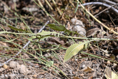 Cardueae