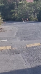 Caracal caracal