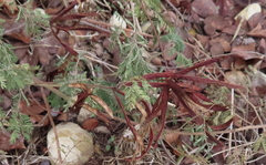 Desmanthus velutinus