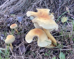 Hypholoma lateritium