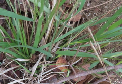 Eragrostis intermedia