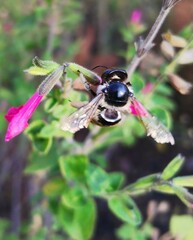 Xylocopa tabaniformis azteca