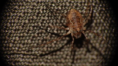 Dasylobus graniferus