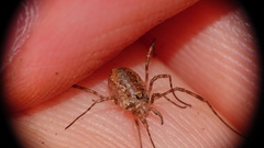 Dasylobus graniferus
