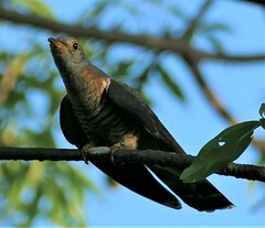 Cuculus solitarius