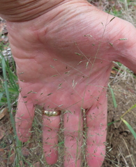 Eragrostis intermedia