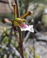Eulophia petersii