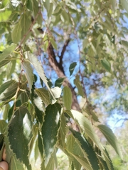 Celtis