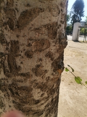 Celtis