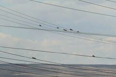 Streptopelia decaocto