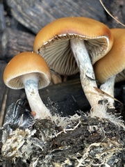 Psilocybe allenii