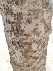 Celtis