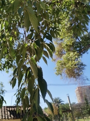 Celtis