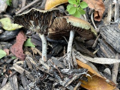 Psilocybe allenii