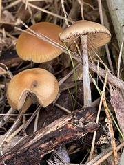 Psilocybe allenii