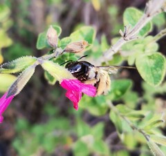 Xylocopa tabaniformis azteca