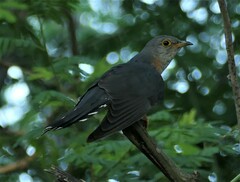 Cuculus solitarius