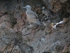 Anous stolidus galapagensis