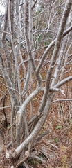 Cornus alternifolia